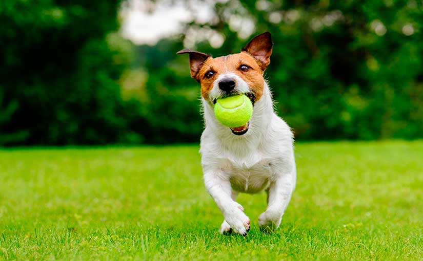Perro jugando