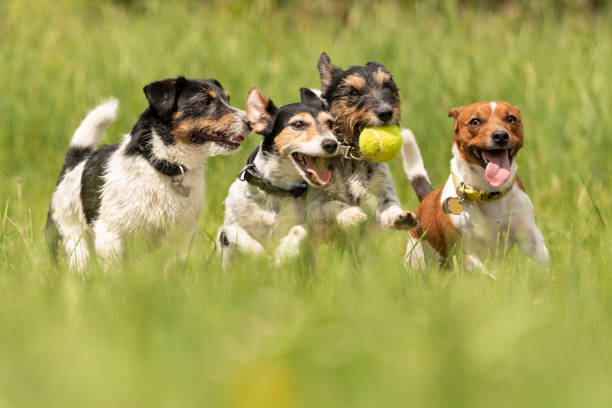 Perro jugando